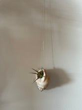 Load image into Gallery viewer, Airplant holders