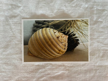 Load image into Gallery viewer, Postcard Print - beach finds