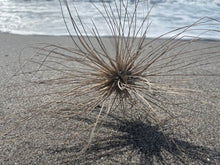 Load image into Gallery viewer, Postcard Print - Spinifex seed heads
