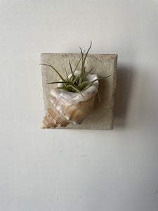 Airplant holders