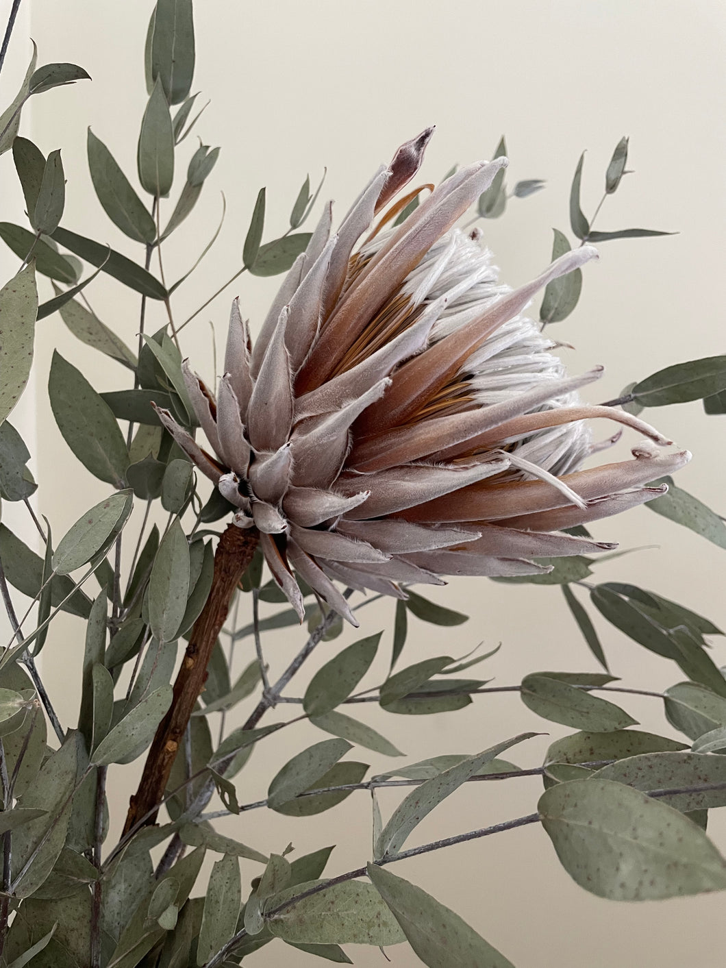 Art Print - Protea