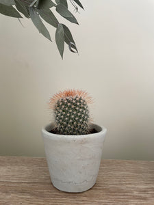 Art Print - mini cactus