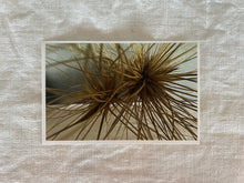 Load image into Gallery viewer, Postcard Print - Spinifex seed heads
