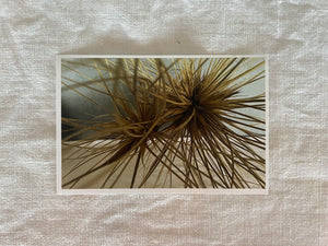Postcard Print - Spinifex seed heads