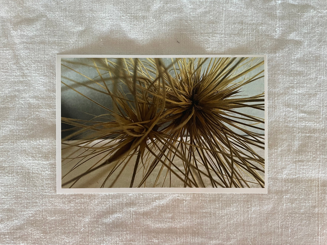 Postcard Print - Spinifex seed heads