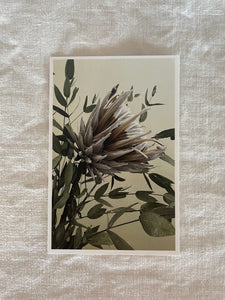 Postcard print - Protea
