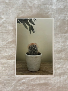 Postcard print - baby cactus
