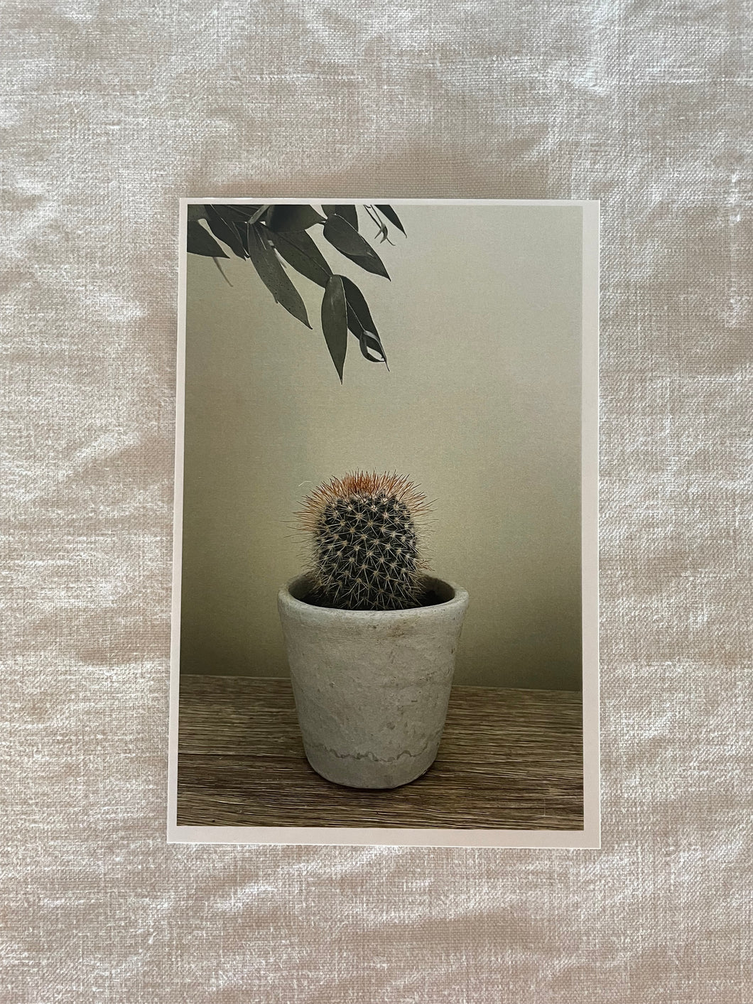 Postcard print - baby cactus