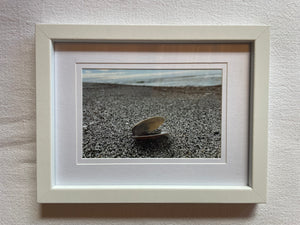 Postcard Print - Single shell