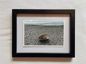 Postcard Print - Single shell