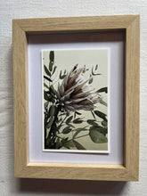 Load image into Gallery viewer, Postcard print - Protea
