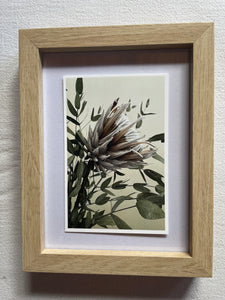 Postcard print - Protea