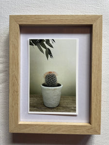 Postcard print - baby cactus