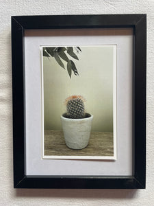 Postcard print - baby cactus