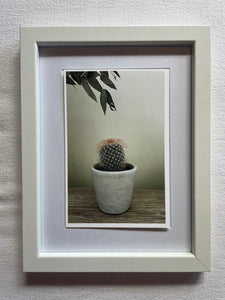 Postcard print - baby cactus