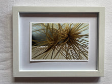 Load image into Gallery viewer, Postcard Print - Spinifex seed heads
