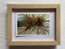Load image into Gallery viewer, Postcard Print - Spinifex seed heads
