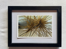 Load image into Gallery viewer, Postcard Print - Spinifex seed heads
