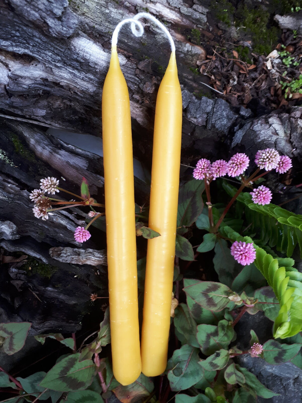 Beeswax Dinner Candles